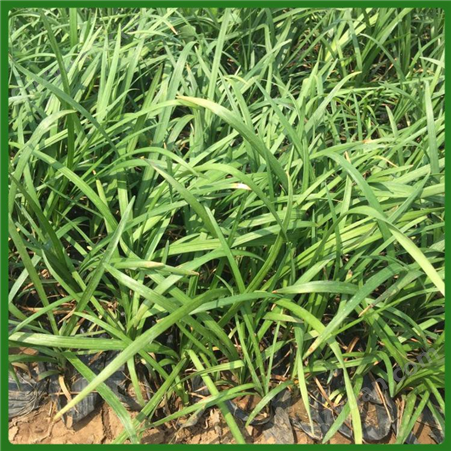 麦冬 多年生常绿草本植物 大福门基地 绿化用工程苗