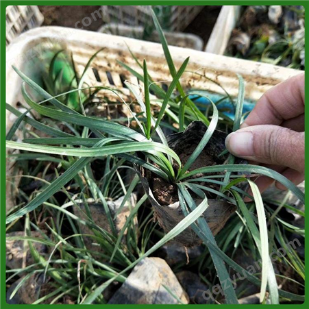 麦冬 多年生常绿草本植物 大福门基地 绿化用工程苗