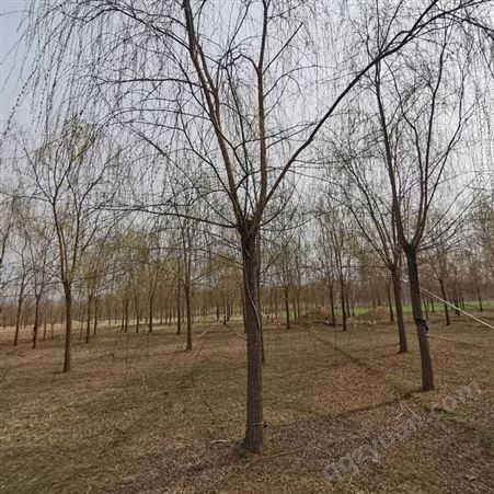 百叶苗圃供应基地 10公分垂柳适用于行道绿化风景树