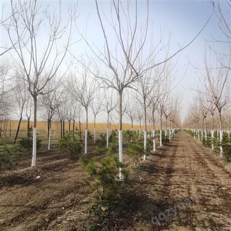 百叶苗圃基地出售 8公分栾树 小区绿化工程用苗
