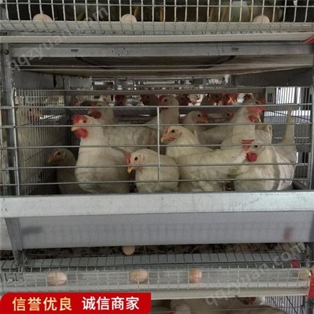 全自动热镀锌蛋鸡笼 阶梯式鸡舍养殖设备 重量轻
