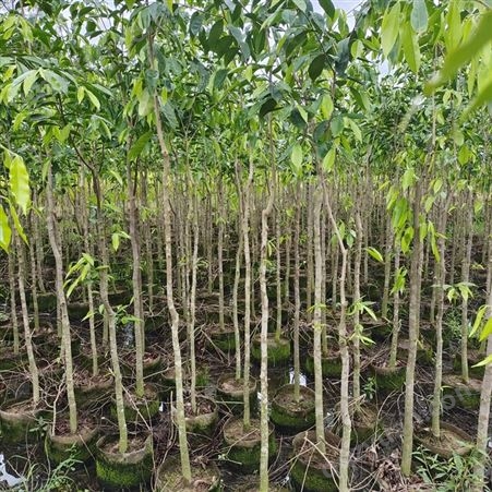 广茂苗木专用种植 沉香大袋苗高度2米 头径2公分至3公分