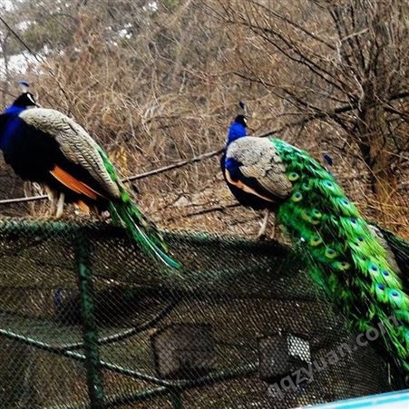 商品孔雀苗 景区观赏蓝孔雀 长期饲养 提供技术