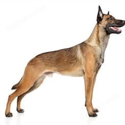 宠物马犬 自然立耳 纯种成年犬 平衡能力强 可指导饲养