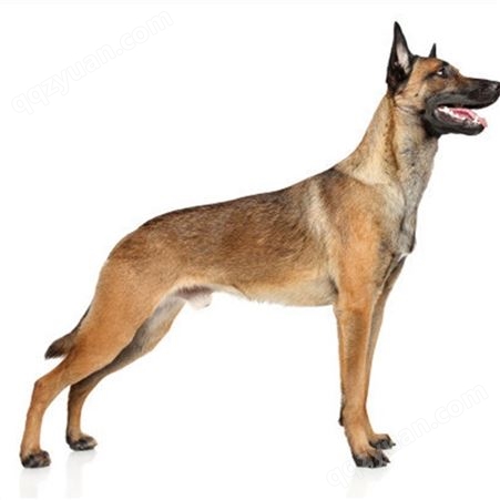 宠物马犬 自然立耳 纯种成年犬 平衡能力强 可指导饲养