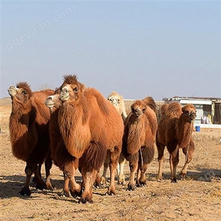 骑乘单峰骆驼 成年公园观赏幼苗 杂食性强 体型结构匀称