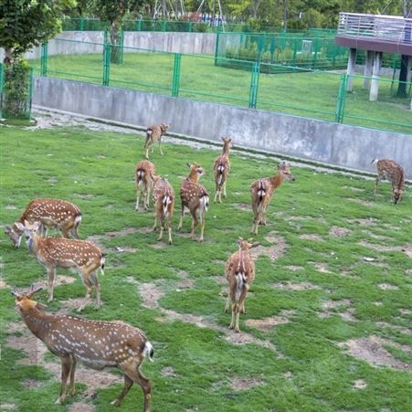小鹿互动生态园 景区观赏成年梅花鹿养殖 抗病能力强 体型匀称
