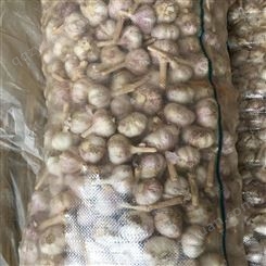 供应出口越南大蒜原产地金乡4.5cm以下 个小质量好