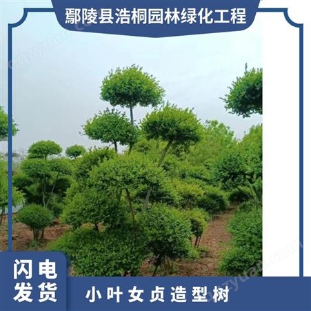 小叶女贞造型树 户外 公园 景区 美化环境 行道树 绿植