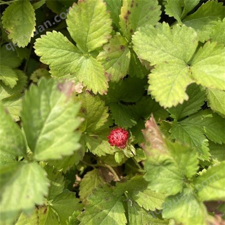 绿化用蛇莓小苗 绿化护坡固土 公园造景 观赏价值高