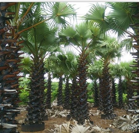 2023年10公分15公分25公分糖棕出售 杆高7米 棕榈树椰枣树基地