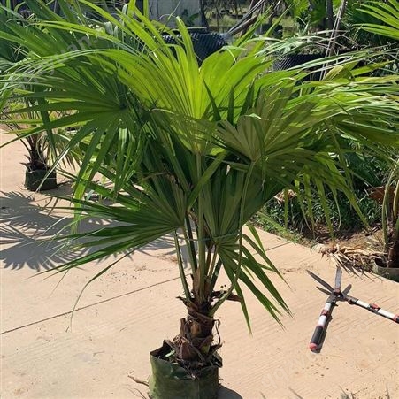 蒲葵 株高1-4米 四季常青 树冠伞形 叶大如扇 多规格常绿乔木棕榈树